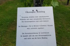In den Rebstöcken im Stadtweingarten von Freiburg ist sogar Kanada vertreten. /
In the winyard in the city of Freiburg rhere is even wine from Kanada.