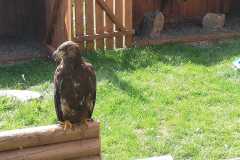 IMG-20190903-WA0018